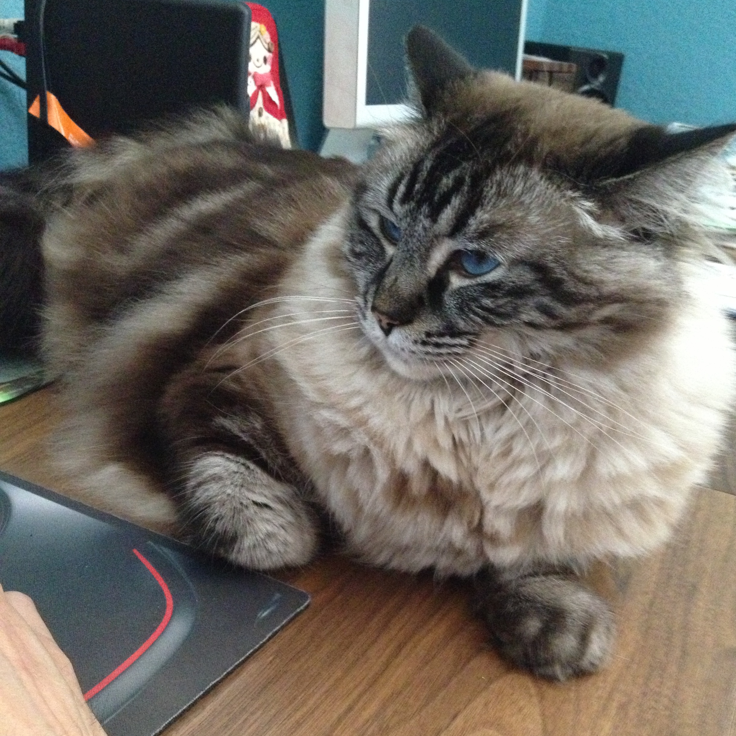 IMG_4200 - Desmond Hsu a cat sitting on a desk